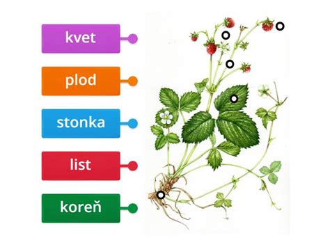 schéma porovnania zdravej a chorej rastliny