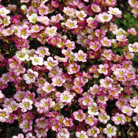 Tematické foto rodu Saxifraga v skalnom prostredí