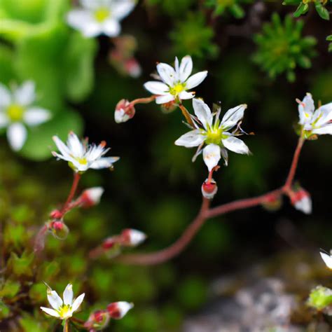 Detailné foto listov a kvetov Saxifraga stolonifera