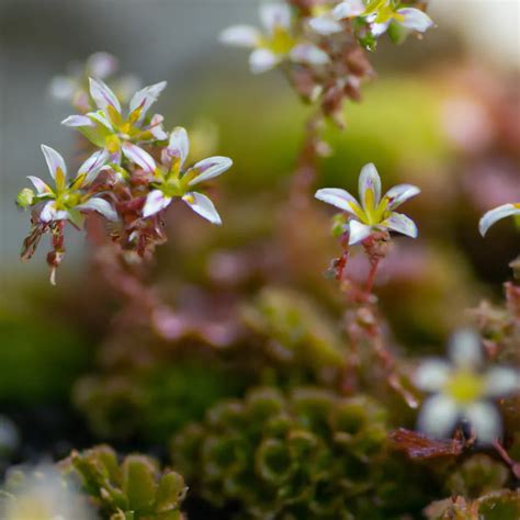 Detailné foto poplazov (stolonov) s mladými rastlinkami Saxifraga stolonifera