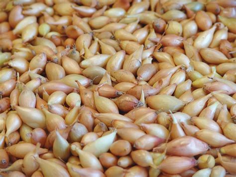 porovnávacia schéma veľkosti bežného cesnaku a odrody Hangsuan-1