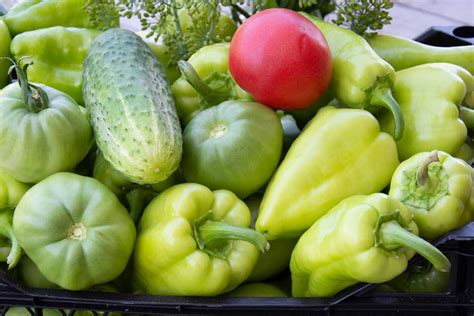 Koláž obrázkov rôznych druhov plodovej zeleniny (paradajky, papriky, uhorky, cukety, tekvice, baklažány)