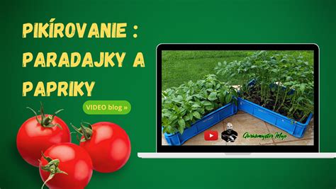 Schéma rastového cyklu papriky: od výsevu cez pikírovanie až po výsadbu do záhona