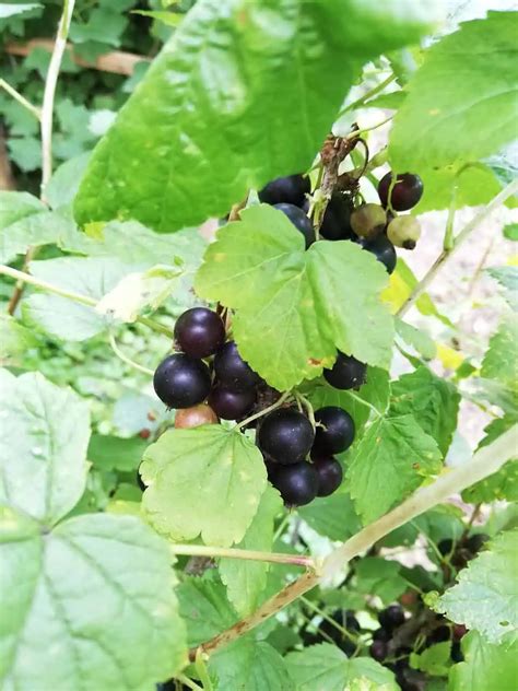 ilustrácia správneho vykonania rezu na kríku čiernej ríbezle