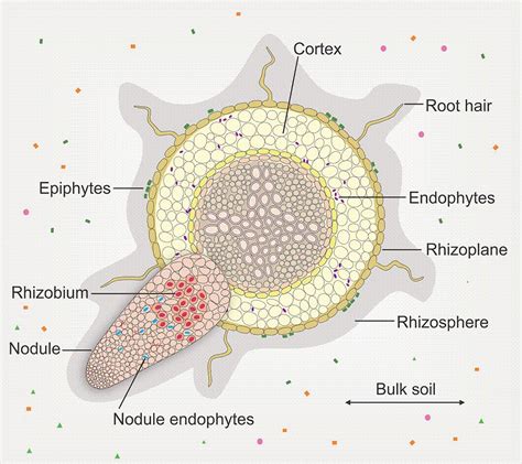 Schéma koreňového systému hrachu s vyznačenými hľuzkami baktérií Rhizobium leguminosarium fixujúcimi dusík.