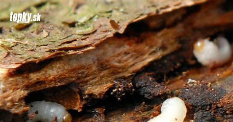 Detailná fotografia výletového otvoru a požerkov na kmeňoch napadnutých drevín