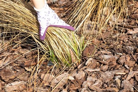 Detailný záber na štruktúru borovicovej mulčovacej kôry rôznych frakcií