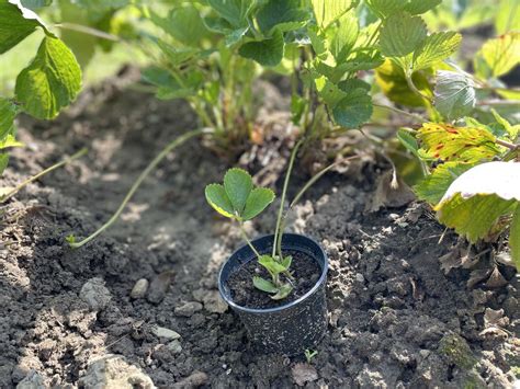 ručné odstraňovanie nadbytočných poplazov z jahodového záhonu