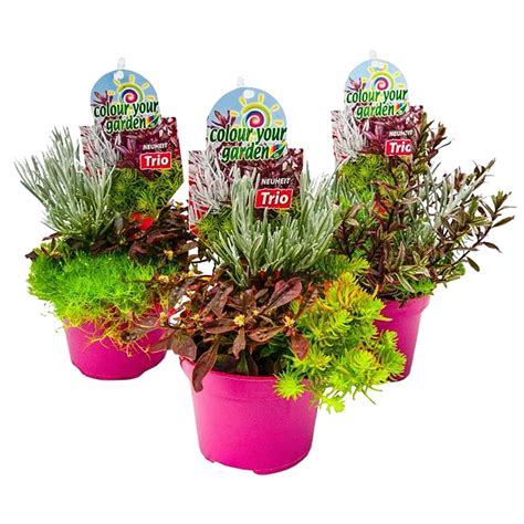 Rôzne druhy rastlín so špecifickými potrebami vody (zelenina, kvety v črepníkoch, trávnik)