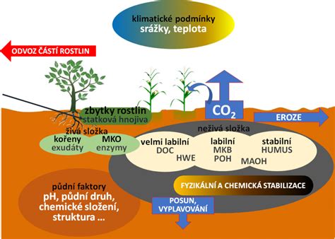 Schéma vzniku rašeliny v rašeliniskách: proces akumulácie organickej hmoty v trvalo zamokrenom prostredí.