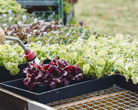 Tematické foto: Skleník plný rôznych druhov šalátu v rôznych fázach rastu