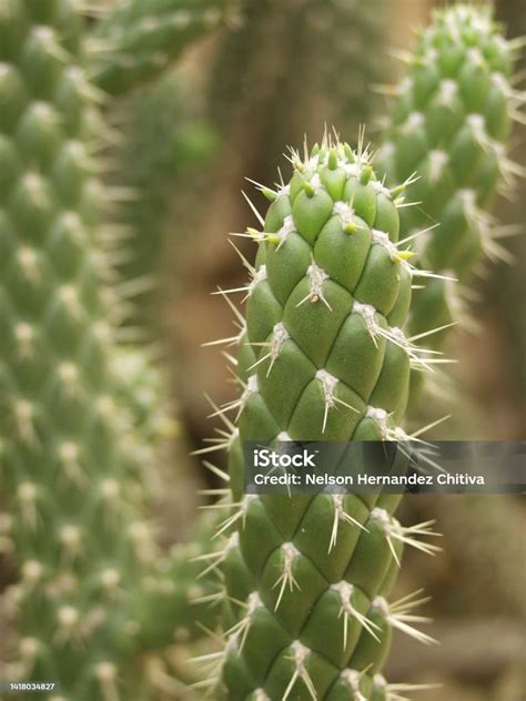 Detailný záber na Austrocylindropuntia subulata s viditeľnými listami a tŕňmi