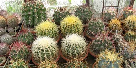 Schéma ideálneho substrátu pre kaktusy s vrstvou drenáže