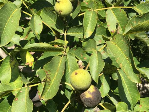 Detailné fotografie listov orecha s príznakmi hnednutia