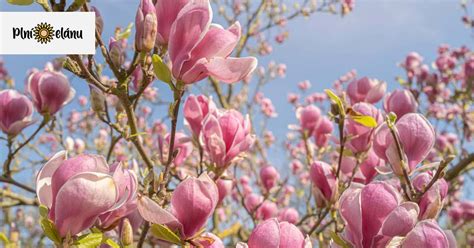 Schéma: Časti magnólie a ideálne umiestnenie v záhrade vzhľadom na svetelné podmienky