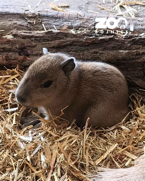 Detailná schéma pestovania cyprusa vo vnútorných podmienkach (správna drenáž, zálievka a umiestnenie)
