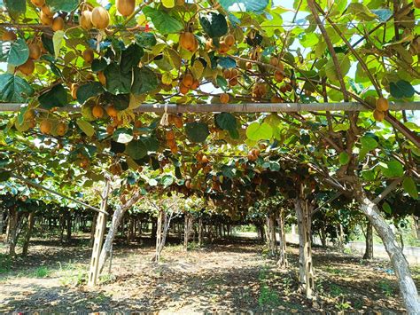 Schéma popínavej liany kivi na záhradnej konštrukcii (pergola alebo plot)