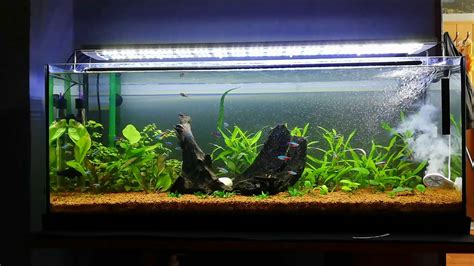 schéma kolobehu živín v akváriu (makro a mikroprvky, CO2, svetlo)