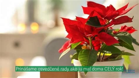 ilustration obdobia tmy pre vianočnú ružu