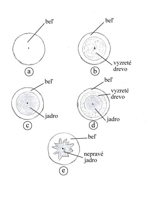 Schéma plodov odrody Rubinola so zobrazením farby šupky a vnútornej štruktúry dužiny