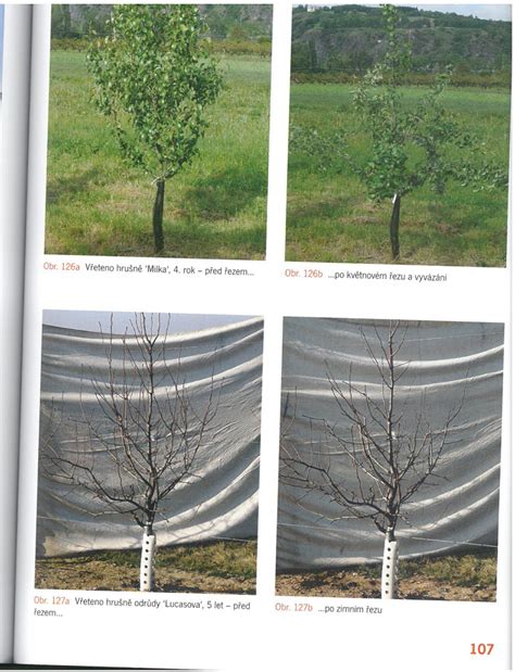 Schéma tradičného sušenia fošní z ovocných drevín s prekladaním materiálom proti praskaniu.