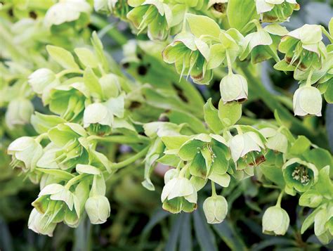 čemerice vysadené spolu s jarnými cibuľovinami