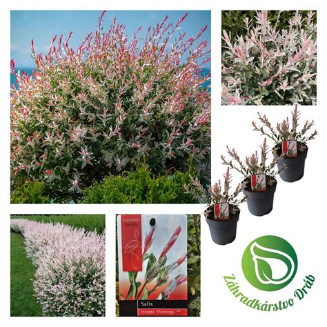 Infografika znázorňujúca frekvenciu zálievky a hnojenia oleandra počas sezóny