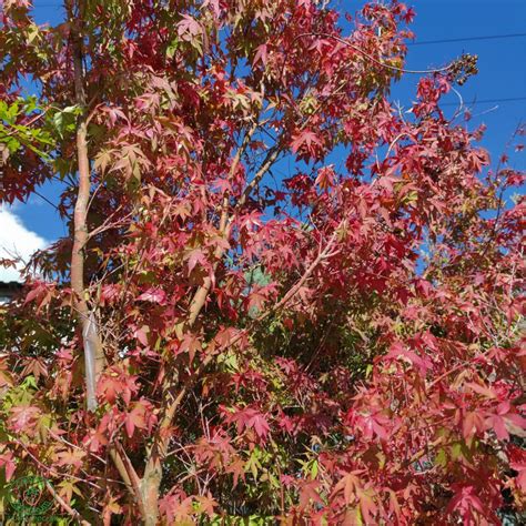 ilustračné foto javora dlaňovitolistého v celej kráse