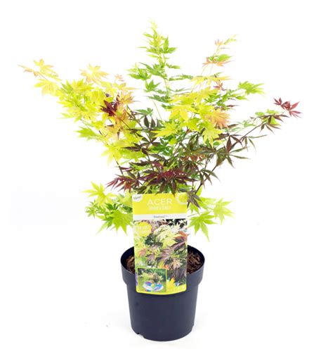 schéma ideálneho stanovišťa pre javor dlaňovitolistý