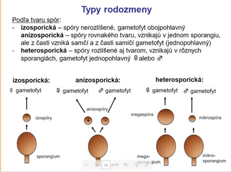Schéma rodozmeny s gametofytom a sporofytom