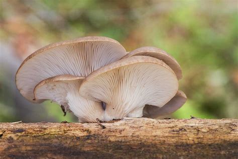Ilustračná fotografia rôznych druhov húb rastúcich v lese