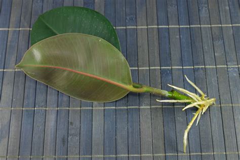 Detail: Kvapka bieleho latexu z listu Ficus elastica