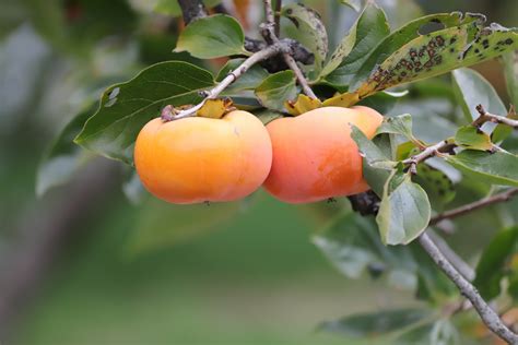 Zrelé plody hurmikaki visia na konároch už bez listov