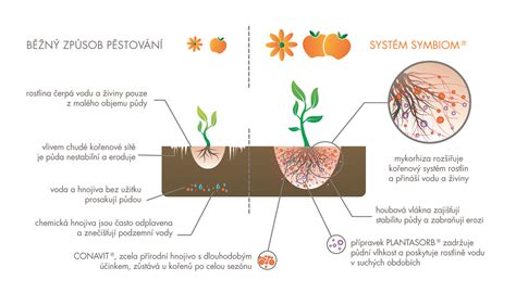 Schéma výsadbovej jamy s drenážou a správnym umiestnením koreňového balu