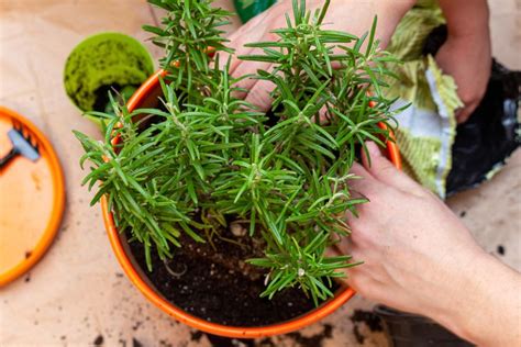 ilustračné foto rozmarínu v záhone alebo kvetináči