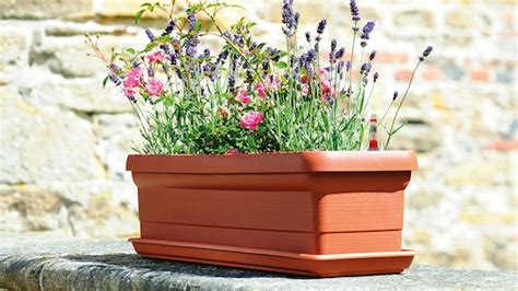 kvetináč rozmarínu umiestnený na balkóne pod ochranou fólie