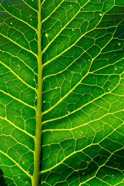 štruktúra listu buriny s vyznačenou translokáciou herbicídu