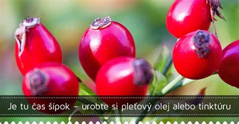 Historická ilustrácia zberu šípok alebo lekárskeho použitia