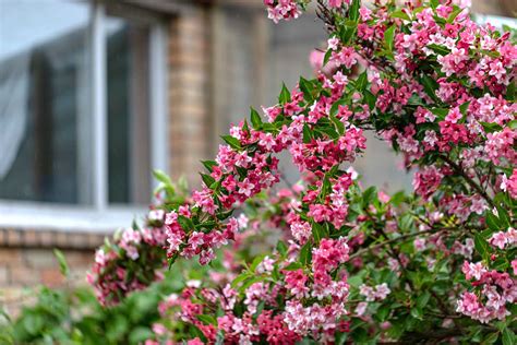 Foto šípkového kríka v záhrade