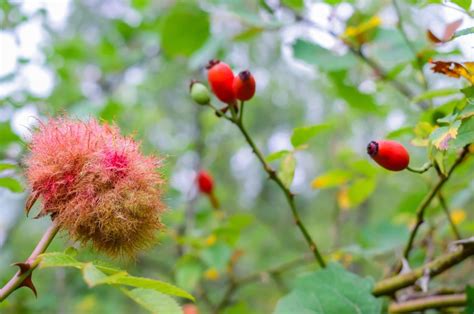 Detailná fotografia hálky od hrčiarky ružovej na šípke