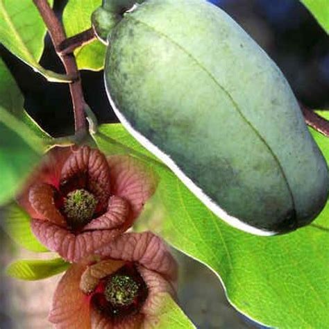 rastlina asimina trojlaločná s listami a kvetmi