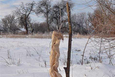 mladý stromček pawpaw chránený pred slnkom