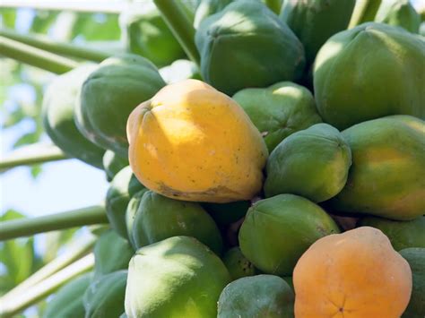 zrelé plody pawpaw na strome