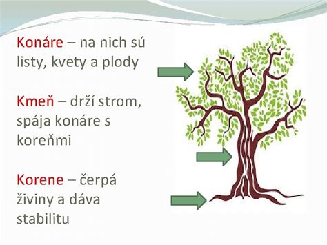Schéma znázorňujúca anatomické časti fikusu (korene, kmeň, konáriky, listy) pre lepšie pochopenie rastliny.