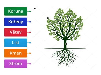 informačná schéma významov jednotlivých častí stromu života (korene, kmeň, koruna)