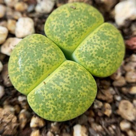 Ukážka rôznych druhov živých kameňov (Lithops)