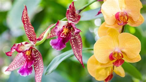 foto zdravej kvitnúcej orchidey