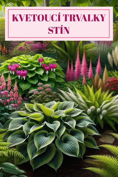 Inštruktážna schéma správnej hĺbky výsadby trvalky do záhrady