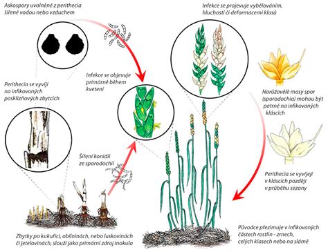 Schéma rastového cyklu pšenice od sejby až po zber s vyznačením kľúčových fenofáz