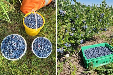 Tematické foto: koš plný čerstvých čučoriedok